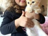 Anne Altından Sağlıklı Yavrular Golden Dişi Bebek Scottish Fold