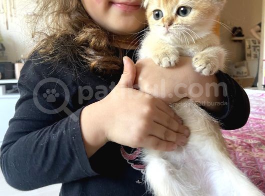 Anne Altından Sağlıklı Yavrular Golden Dişi Bebek Scottish Fold görsel