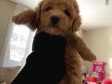 Anne Altından Sağlıklı Yavru Eğitimli Poodle