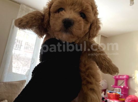 Anne Altından Sağlıklı Yavru Eğitimli Poodle görsel
