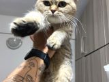 Evde Yetişen Sağlıklı Yavrular British Shorthair