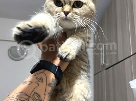 Evde Yetişen Sağlıklı Yavrular British Shorthair görsel