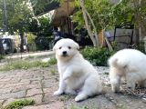 Kartopu Samoyed Yavrular Tesli̇me Hazir