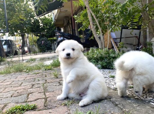 Kartopu Samoyed Yavrular Tesli̇me Hazir