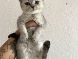 Ev Ortamında Sağlıklı Yavrular Teslime Hazır British Shorthair
