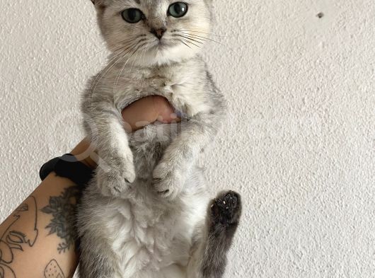 Ev Ortamında Sağlıklı Yavrular Teslime Hazır British Shorthair görsel