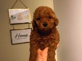 Aşili Ki̇mli̇kli̇ Red Brown Toy Poodle Yavrumuz
