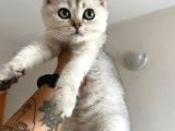 Ev Ortamında Sağlıklı Yavrular Teslime Hazır British Shorthair