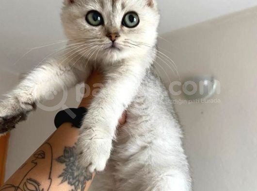 Ev Ortamında Sağlıklı Yavrular Teslime Hazır British Shorthair