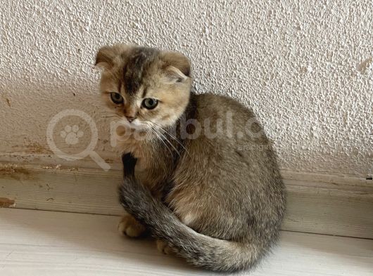 Ev Ortamında Sağlıklı Yavrular Scottish Fold görsel