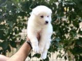 Kartopu Samoyed Yavrular Tesli̇me Hazir