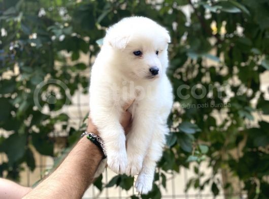 Kartopu Samoyed Yavrular Tesli̇me Hazir görsel