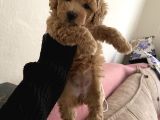 Anne Altından Sağlıklı Yavru Eğitimli Poodle