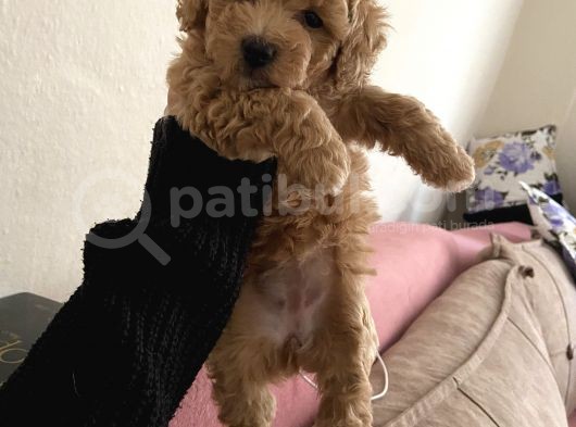 Anne Altından Sağlıklı Yavru Eğitimli Poodle