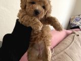 Anne Altından Sağlıklı Yavru Eğitimli Poodle