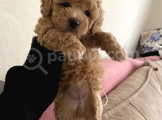 Anne Altından Sağlıklı Yavru Eğitimli Poodle görsel
