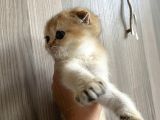 Anne Altından Sağlıklı Yavrular Golden Dişi Bebek Scottish Fold