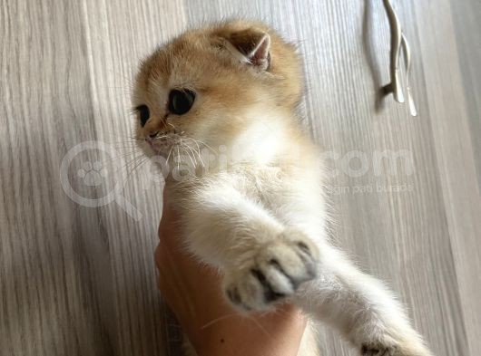 Anne Altından Sağlıklı Yavrular Golden Dişi Bebek Scottish Fold görsel