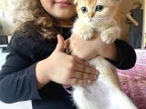 Anne Altından Sağlıklı Yavrular Golden Dişi Bebek Scottish Fold