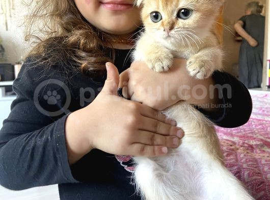 Anne Altından Sağlıklı Yavrular Golden Dişi Bebek Scottish Fold görsel