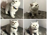 A+ Kali̇te Bri̇ti̇sh Yavrular