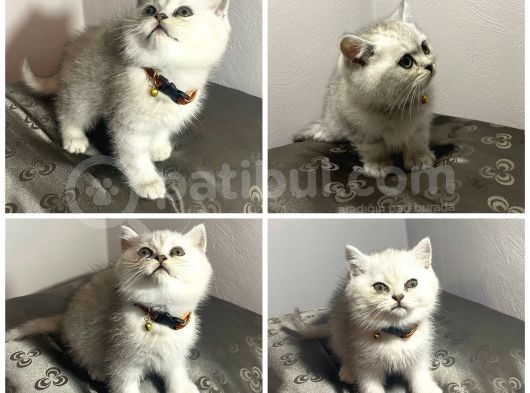 A+ Kali̇te Bri̇ti̇sh Yavrular görsel