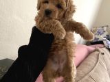 Anne Altından Sağlıklı Yavru Eğitimli Poodle