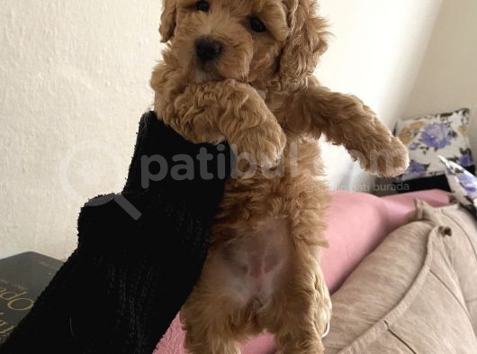 Anne Altından Sağlıklı Yavru Eğitimli Poodle görsel