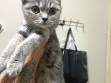 Mama Karsılıgı Verilecektir Scottish Fold