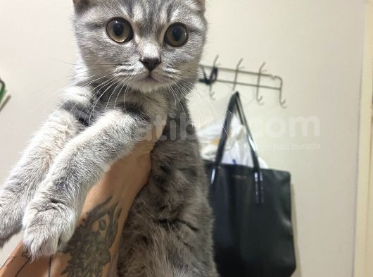 Mama Karsılıgı Verilecektir Scottish Fold görsel