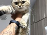 Evde Yetişen Sağlıklı Yavrular British Shorthair