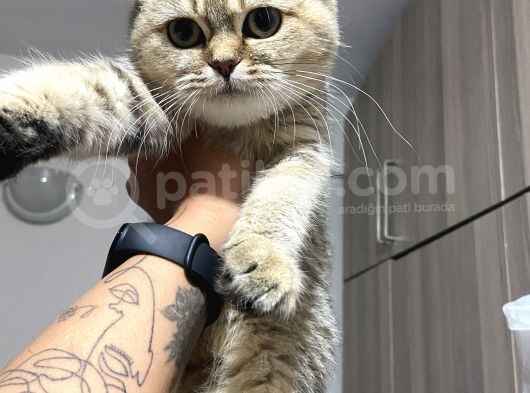 Evde Yetişen Sağlıklı Yavrular British Shorthair