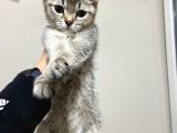 Mama Karsılıgı Verilecektir Scottish Fold
