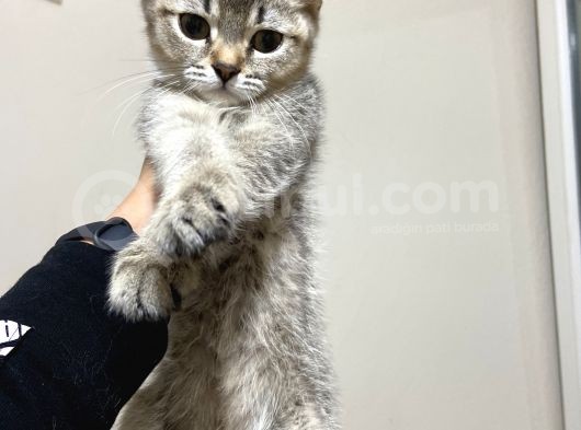 Mama Karsılıgı Verilecektir Scottish Fold görsel