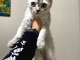 Mama Karsılıgı Verilecektir Scottish Fold