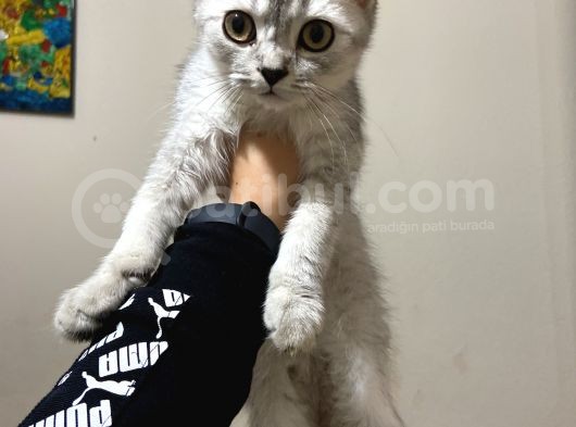Mama Karsılıgı Verilecektir Scottish Fold görsel