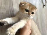 Anne Altından Sağlıklı Yavrular Golden Dişi Bebek Scottish Fold