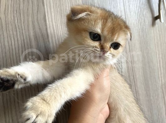 Anne Altından Sağlıklı Yavrular Golden Dişi Bebek Scottish Fold görsel