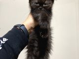 Mama Karsılıgı Verilecektir Scottish Fold