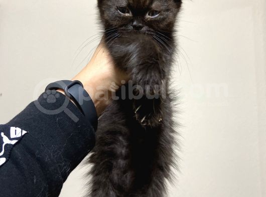 Mama Karsılıgı Verilecektir Scottish Fold görsel