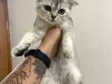 Ev Ortamında Sağlıklı Yavrular Scottish Fold