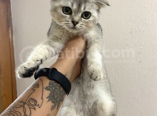 Ev Ortamında Sağlıklı Yavrular Scottish Fold görsel