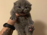 Anne Altından Sağlıklı Yavrular Blue Renk Scottish Fold