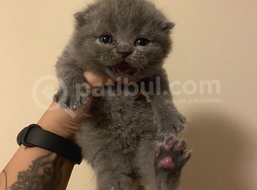 Anne Altından Sağlıklı Yavrular Blue Renk Scottish Fold