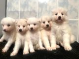 Kartopu Samoyed Yavrular Tesli̇me Hazir