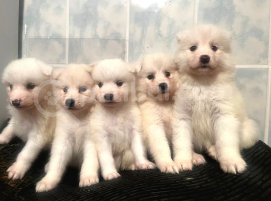 Kartopu Samoyed Yavrular Tesli̇me Hazir görsel