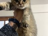 Evde Yetişen Sağlıklı Yavrular British Shorthair