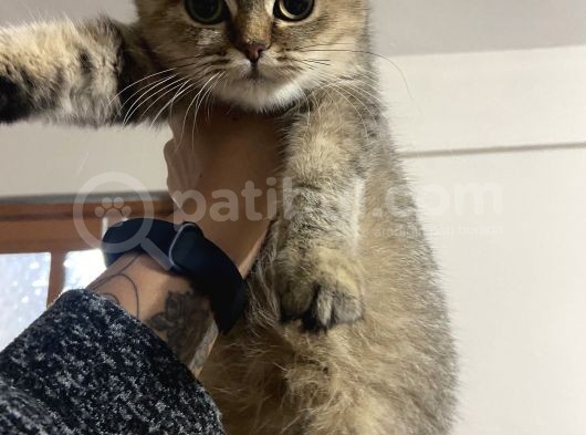 Evde Yetişen Sağlıklı Yavrular British Shorthair görsel