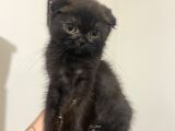 Mama Karsılıgı Verilecektir Scottish Fold