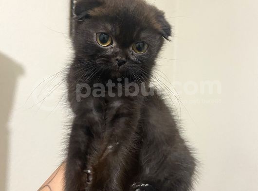 Mama Karsılıgı Verilecektir Scottish Fold
